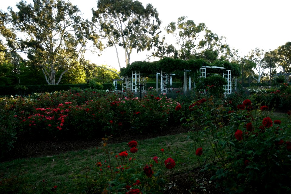 House of Representatives Garden, Parliament House Gardens 032