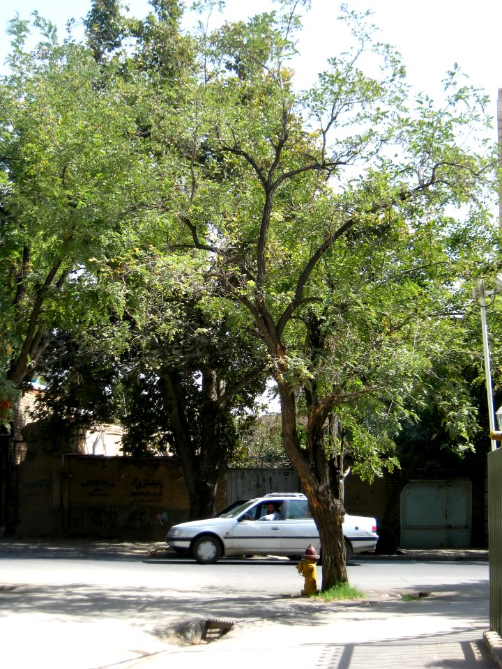 Houses and tree - Nishapur 1