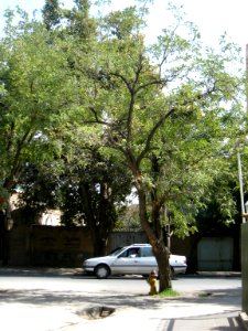 Houses and tree - Nishapur 1