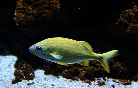 Fish coral fish aquarium photo