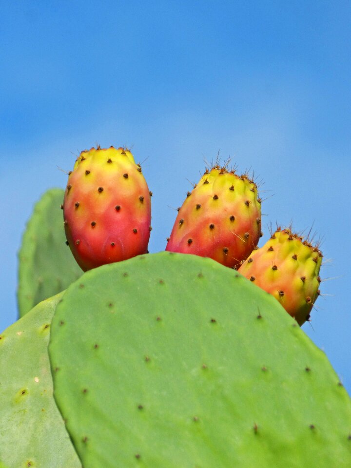 Prickly pear figues de moro cactus