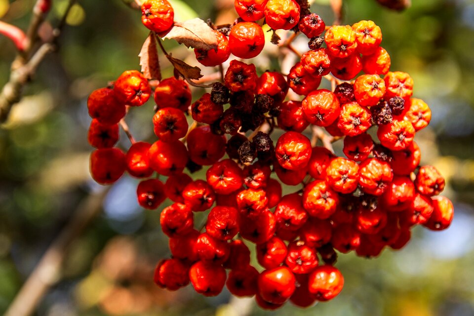 Berries bush autumn