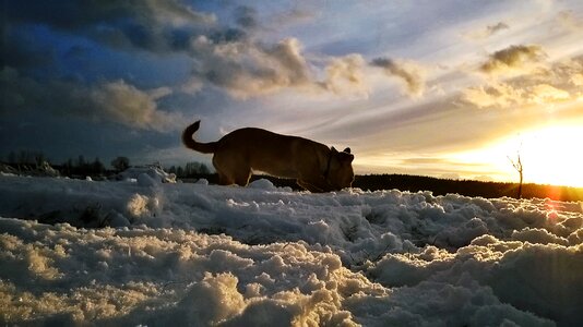 Snow winter dog
