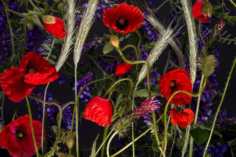 Poppy flower red roe ears