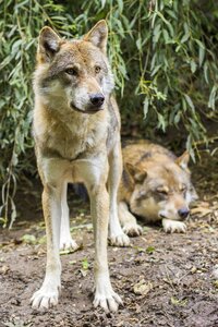 Wild animal attention predator