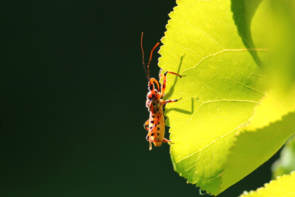 Insect leaves simple
