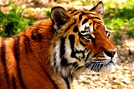Beautiful dangerous big cat