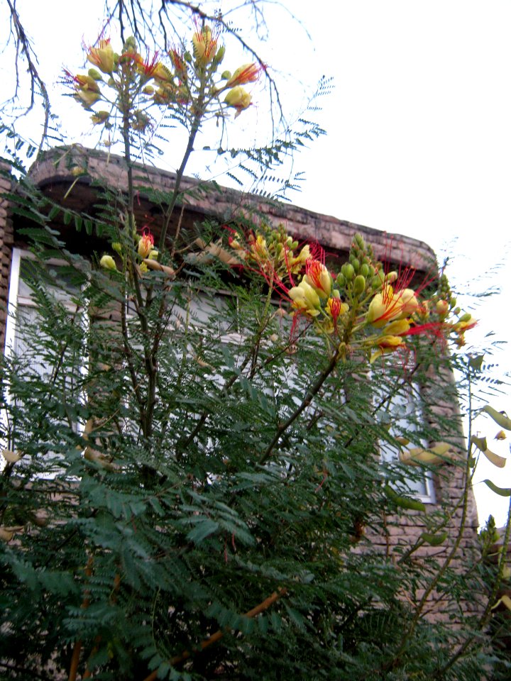 Houses and tree - Nishapur 5
