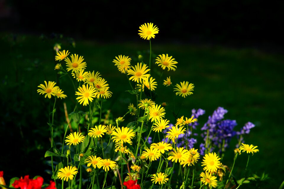 Colorful nature plant