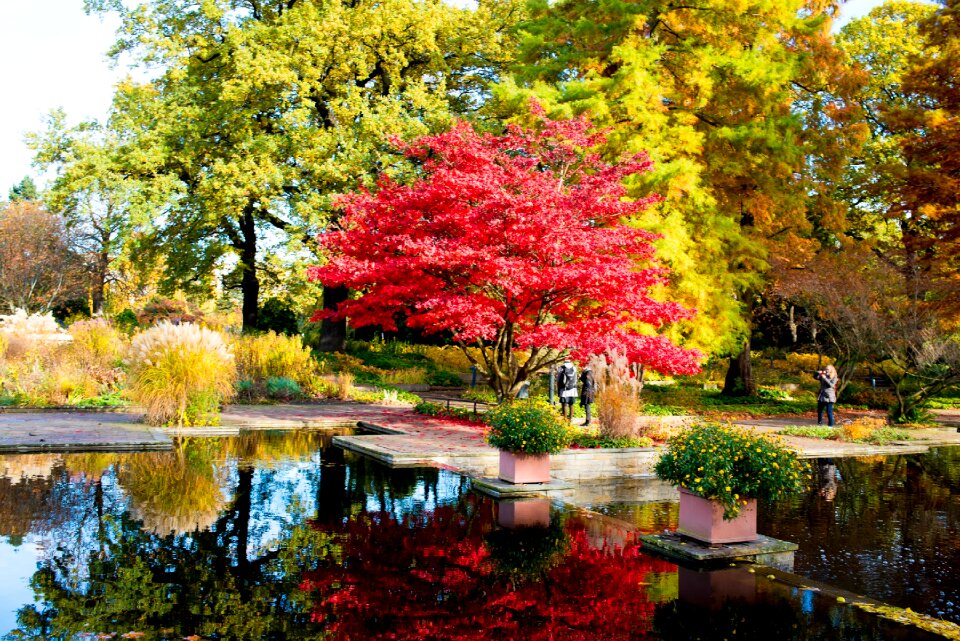 Autumn planned and plomen pond