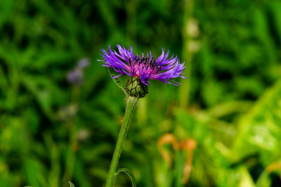 Bloom summer plant