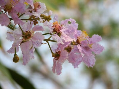 Flower thailand blossom photo