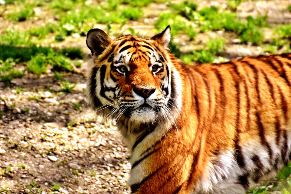 Beautiful dangerous big cat