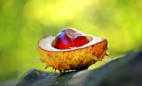 Open open chestnut shell photo