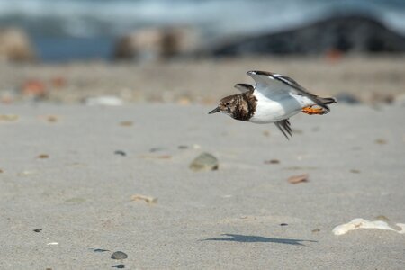 Turnstone wadden sea north sea