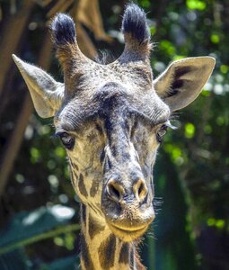 Wild wildlife africa