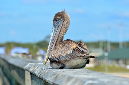 Fishing pier avian waterbird photo