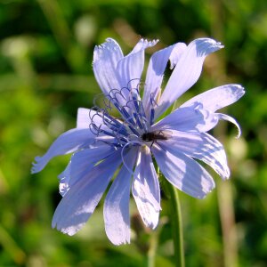 Insect blue meal