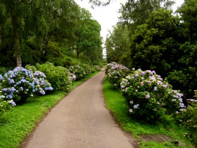 Hoveton Hall Gardens Hydrangeas