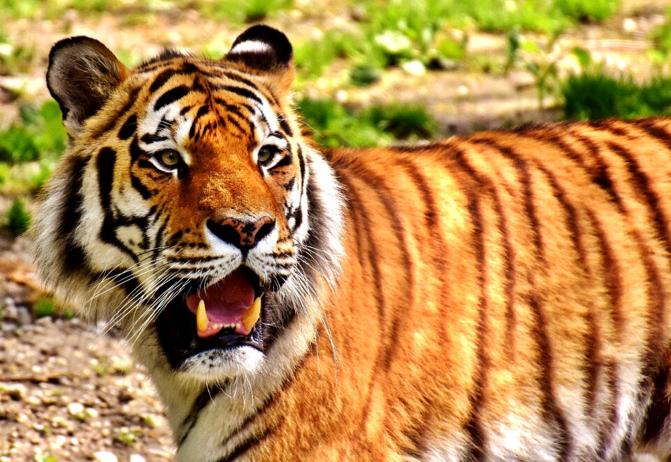 Beautiful dangerous big cat