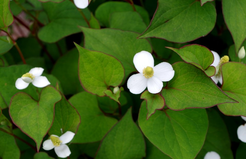 Houttuynia cordata - Parc floral 2