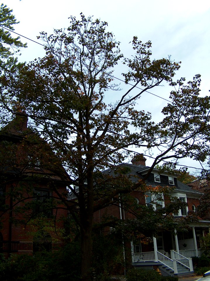 Howland Avenue 64 20171011