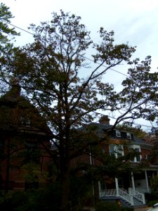 Howland Avenue 64 20171011