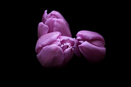 Tulip heads black background purple photo