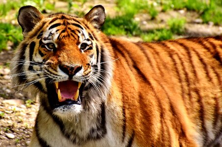 Beautiful dangerous big cat