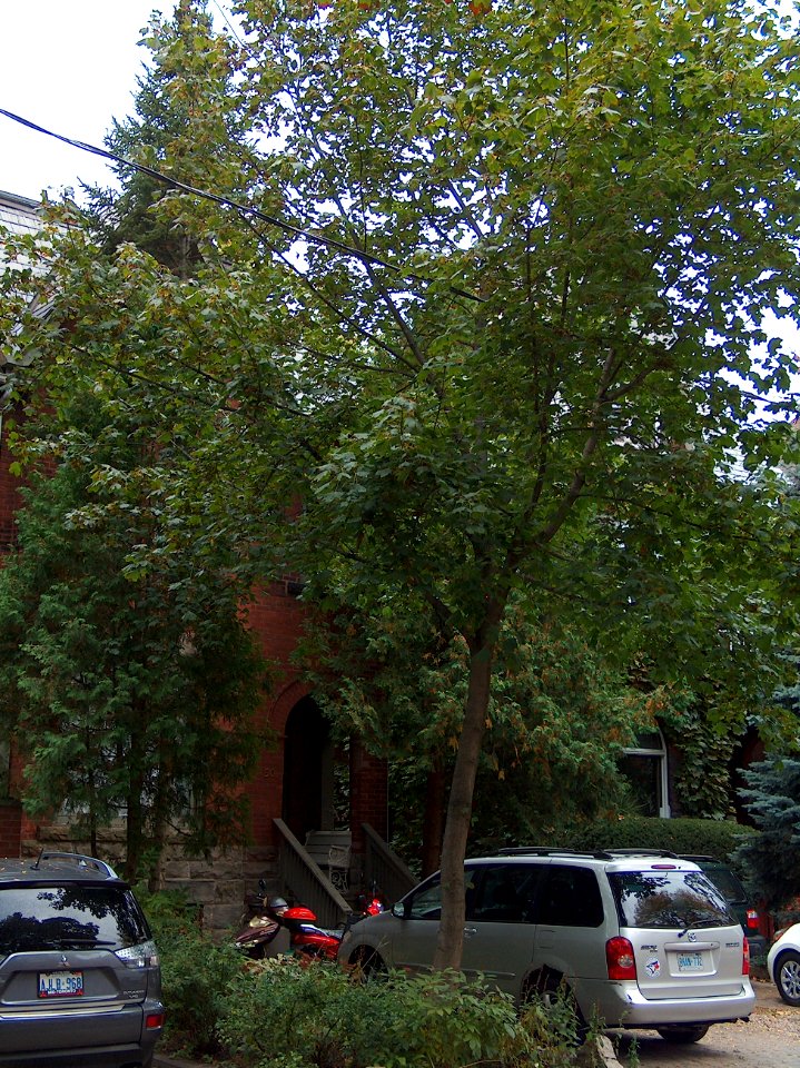 Howland Avenue 50 20171011