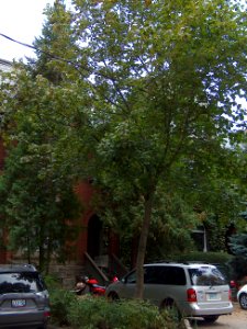 Howland Avenue 50 20171011