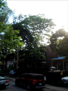 Howland Avenue 220 20171011