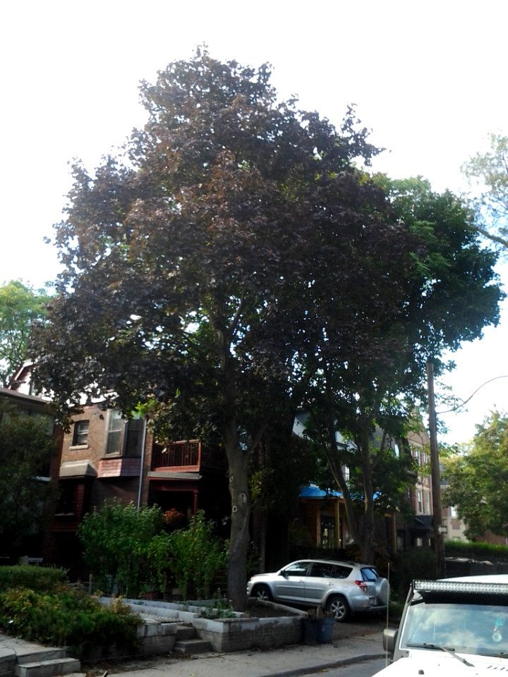 Howland Avenue 216 20171011