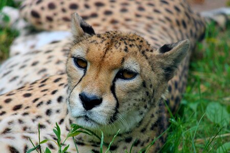 Big cat wild animal animal world