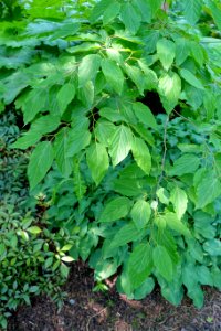 Hovenia dulcis - Savill Garden - Windsor Great Park, England - DSC06450