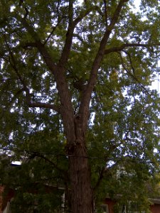 Howland Avenue 44 20171011