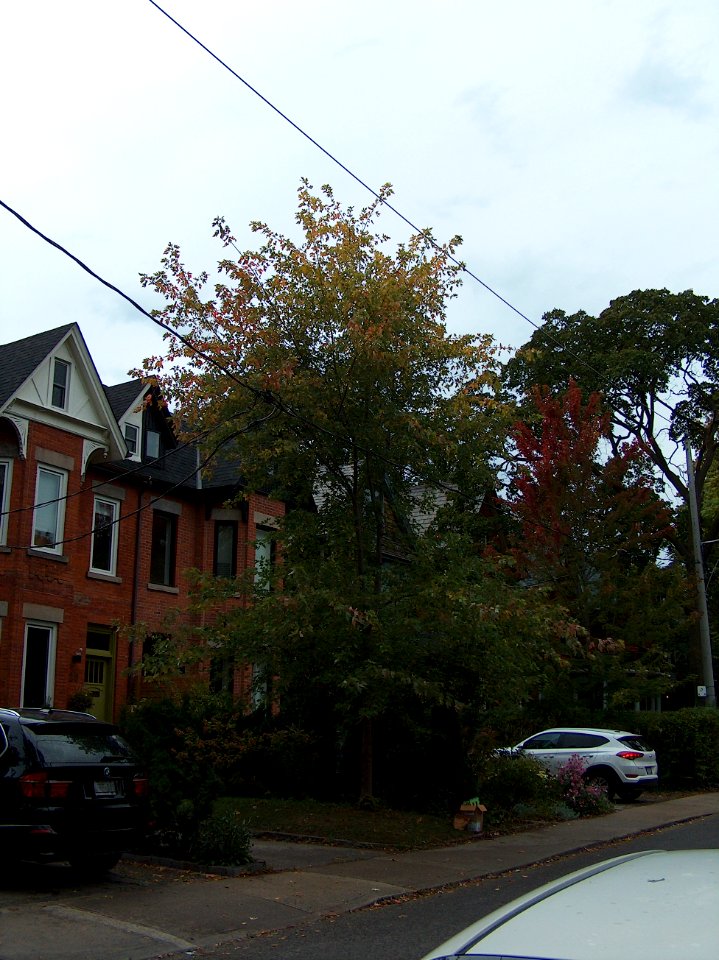 Howland Avenue 28 20171011