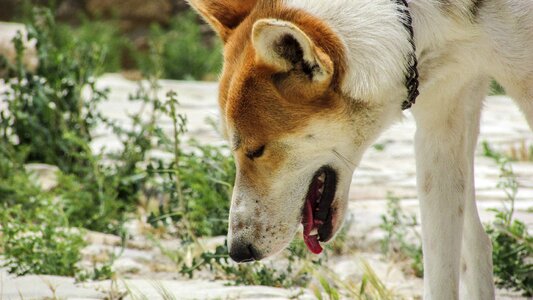 Cute dog head outdoors