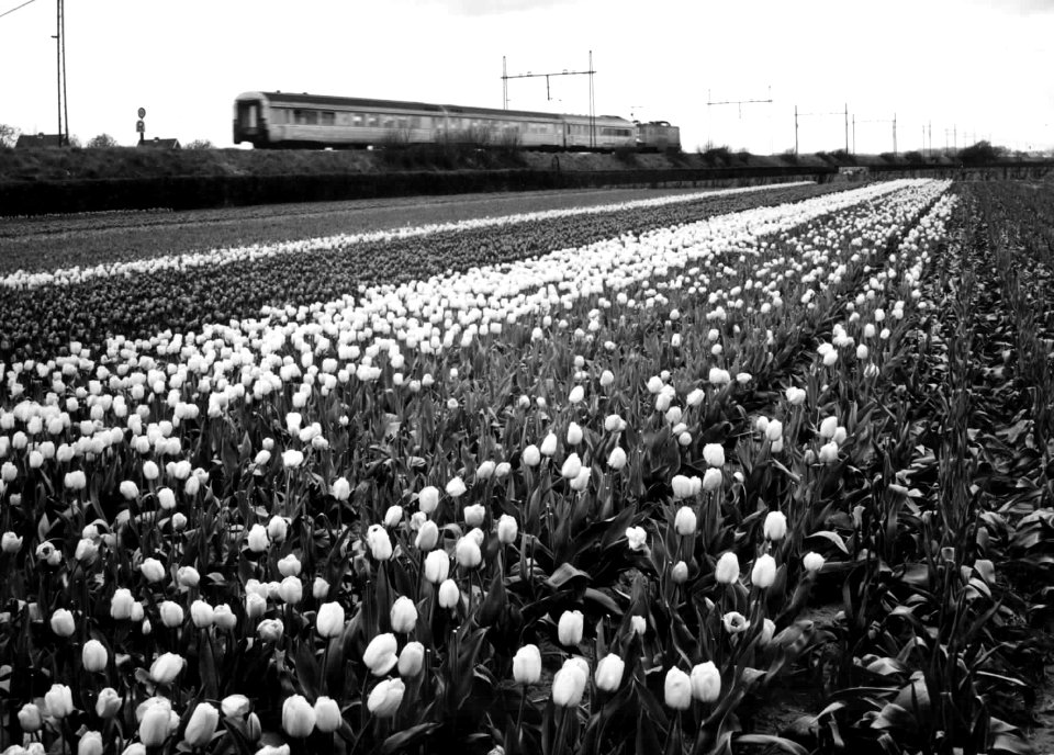 HUA-151006-Gezicht op een bloembollenlandschap ter hoogte van Hillegom met op de achtergrond een internationale T.E.E.-trein met Franse "inox-rijtuigen" van de S.N.C.F. en een Belgische electrische locomotief va