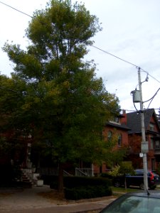 Howland Avenue 74 20171011
