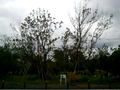 Hovenia dulcis in Matsudo 20120929