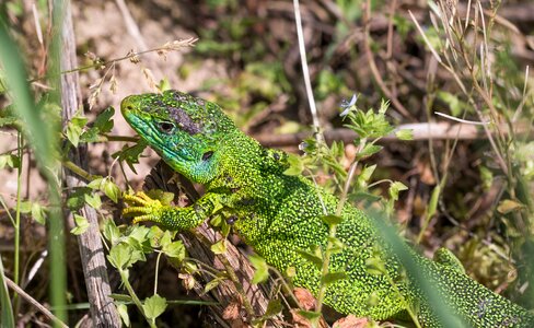 Lacerta bilineata western emerald lizard green