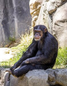 Ape primate nature