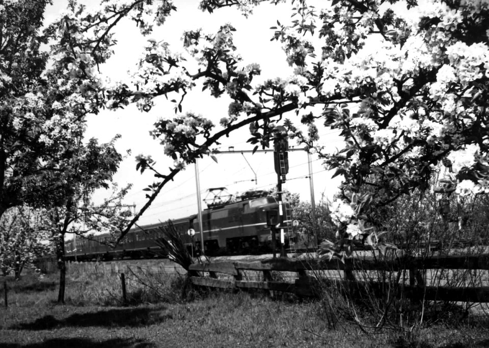HUA-151010-Afbeelding van een electrische locomotief uit de serie 1200 van de N.S. met rijtuigen plan E in een landschap met bloeiende bomen ter hoogte van Geldermalsen