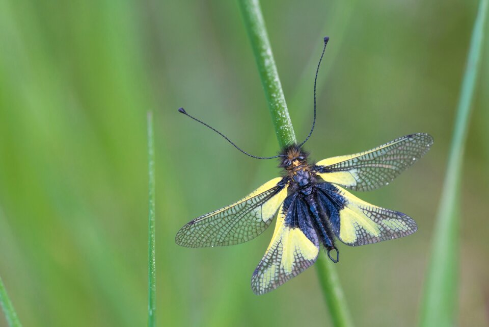 Kaiserstuhl wing yellow