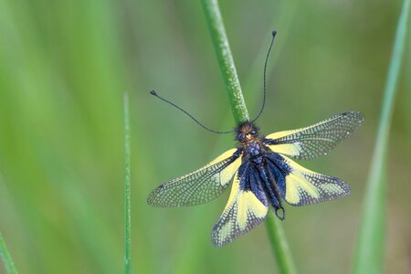 Kaiserstuhl wing yellow