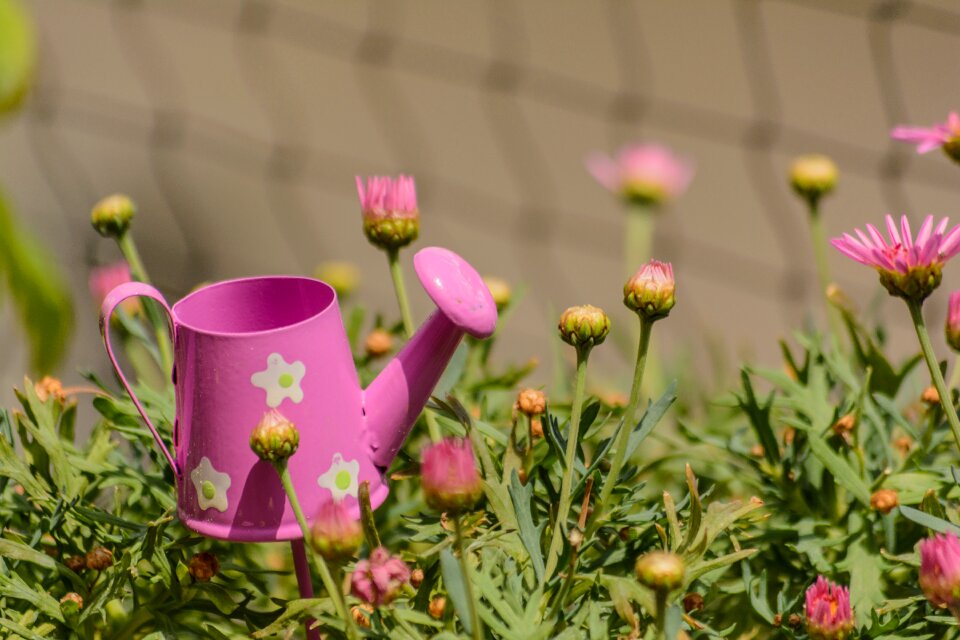 Pot water plant