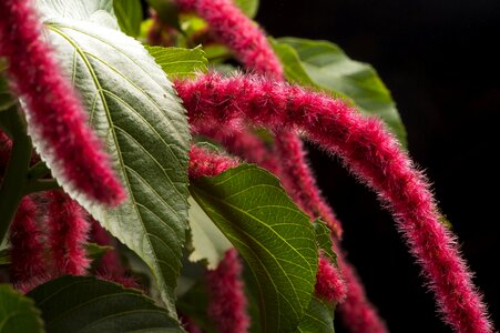 Red leaves jungle