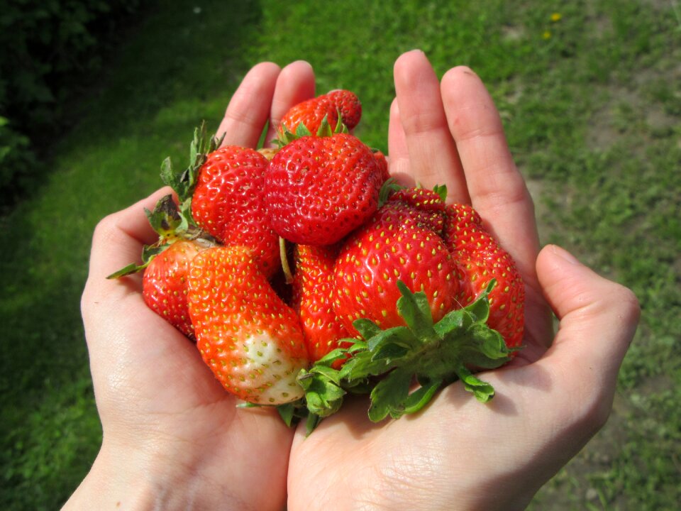 Fruit fresh healthy