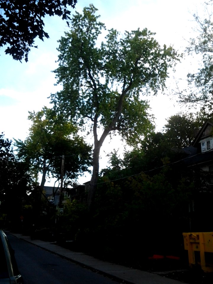 Howland Avenue 146 20171011